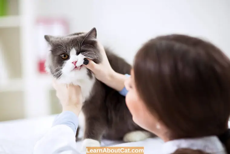 Symptoms of Cats' Nose Bleeding