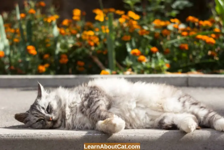 Symptoms of Marigold Poisoning in Cats