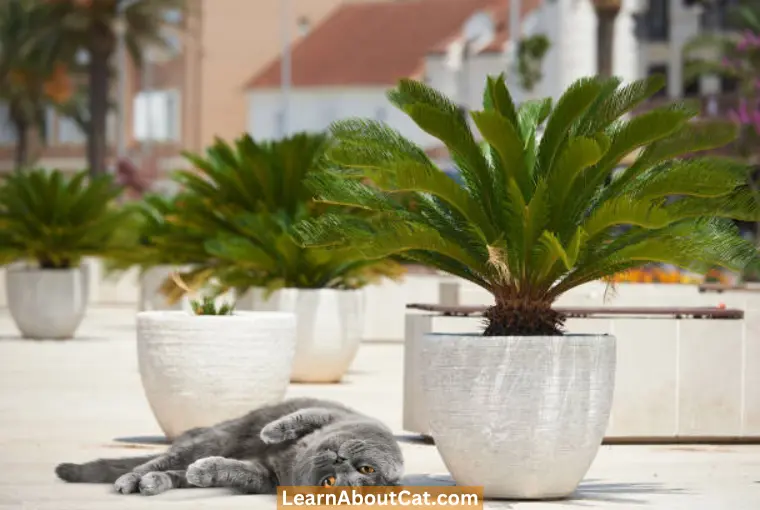 Symptoms of Sago Palm Poisoning in Cats