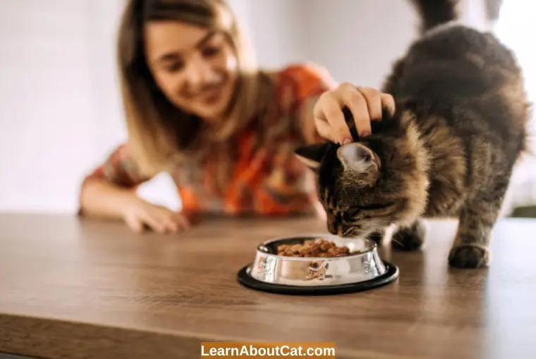 Things to Do if Your Cat Won’t Eat Without You Watching