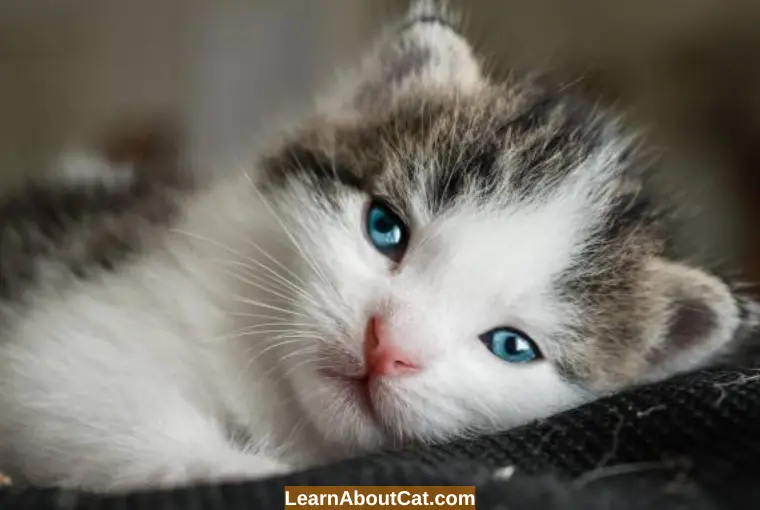 Treatment for Cat Epistaxis