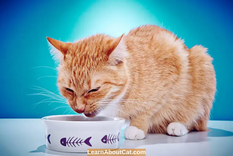 Treatment for Cat Throwing up Bile