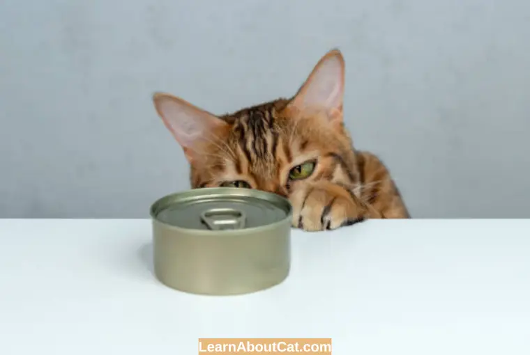 What Are The Risks of Old Cat Food