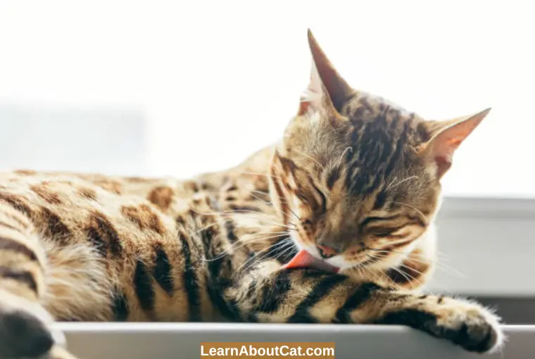 Why Do Cats Lick Their Wounds