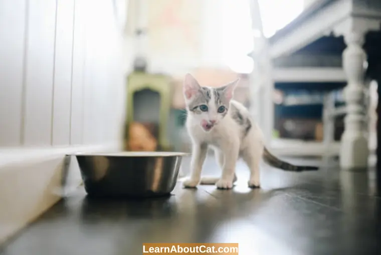 What Do You Feed a 4-Week Old Kitten