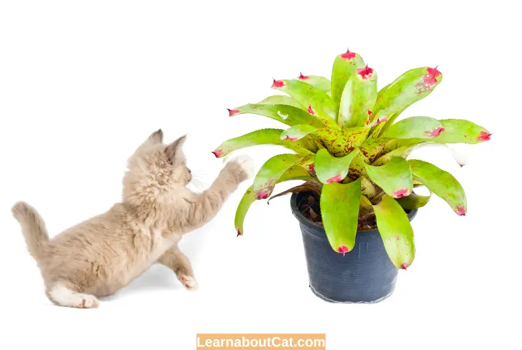 What Parts of the Bromeliad Plant Are Toxic to Cats
