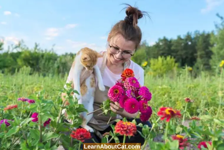 What Should I Do If My Cat Eats Zinnias