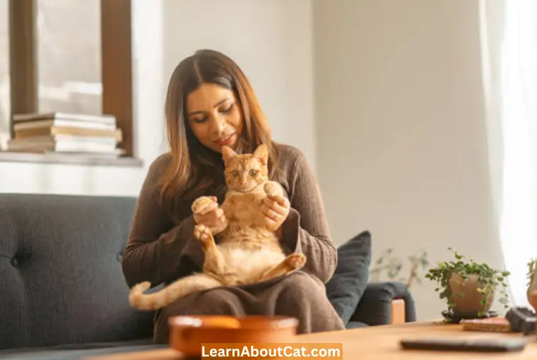 What Should I Do if My Cat is Pregnant