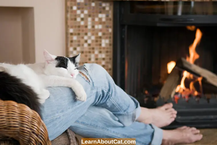 What To Do If Your Kitten Is Sleeping On Your Legs