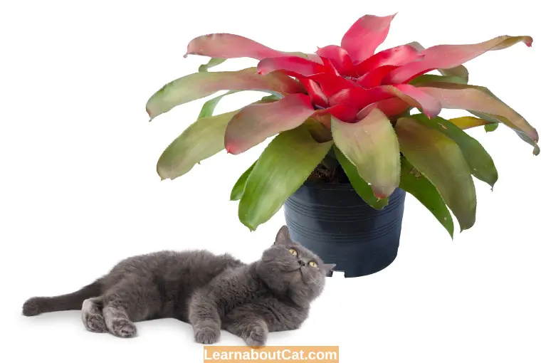 What are the Symptoms of Bromeliad Poisoning in Cats