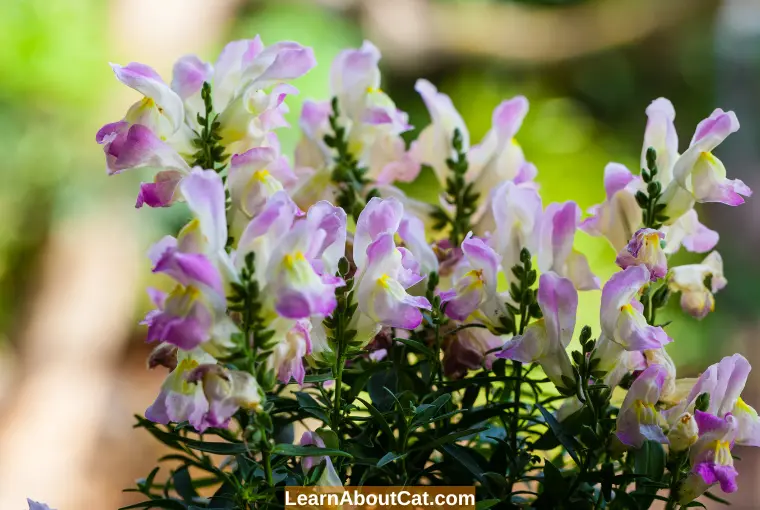 What is Special About Snapdragons