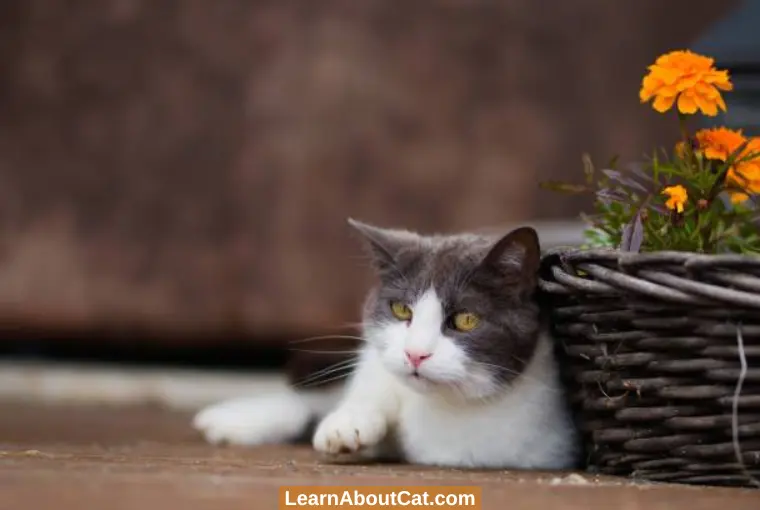 What to Do If Marigold Toxicity Symptoms Appear in Your Cat