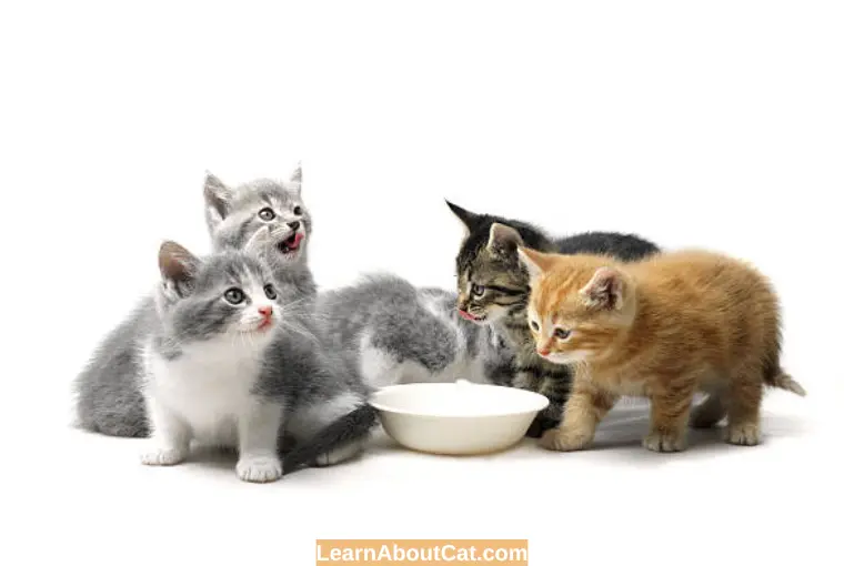 What to Feed Newborn Kittens