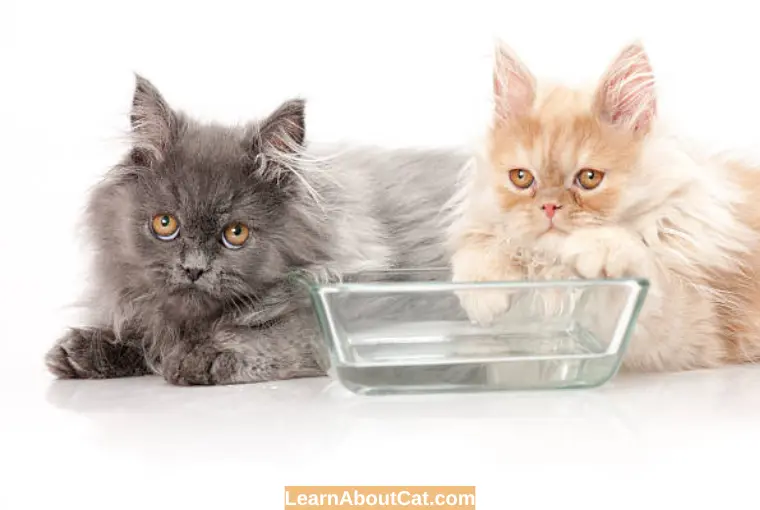 What to Know About Cat Hydration