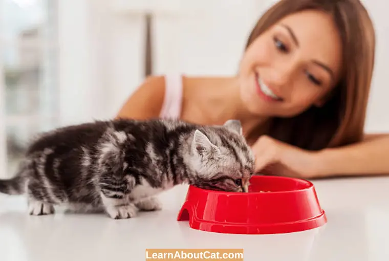When Do Kittens Start Eating Solid Food