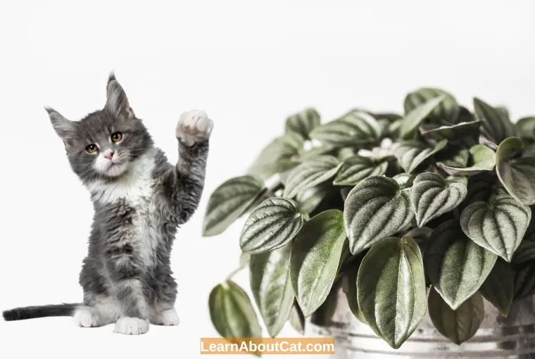 Which Peperomia Species Are Toxic to Felines Symptoms of Peperomia Toxicity