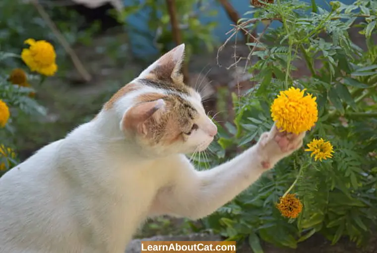 Which Type of Marigolds is Safe for Cats