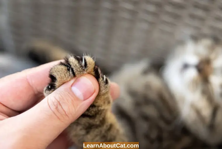 Why Are My Cat's Paws So Dirty