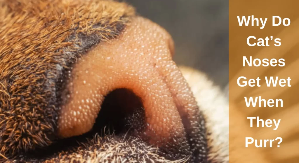 Why Do Cat's Noses Get Wet When They Purr? All You Need To Know