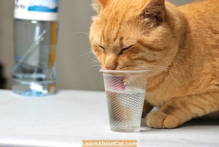 Why Else is My Cat Drinking a Lot of Water and Meowing