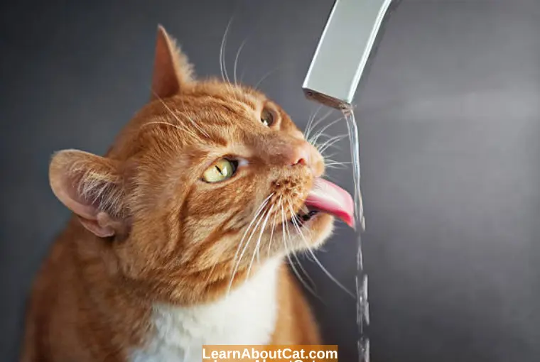 Why Is My Cat Meowing When Drinking