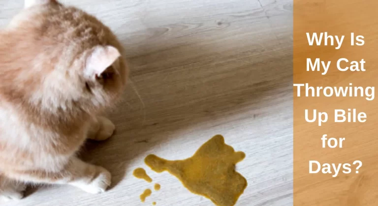 Why Is My Cat Throwing Up Bile for Days? Causes And Treatment