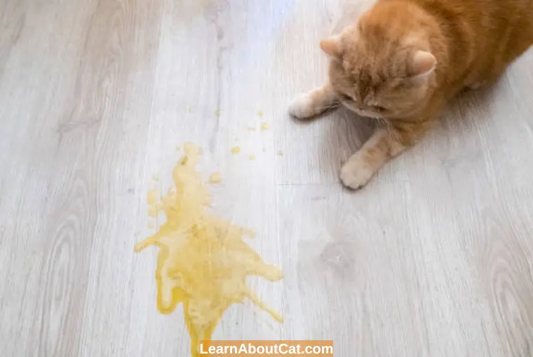 Why Is My Cat Throwing Up Yellow Liquid