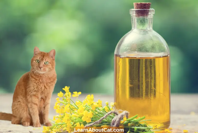 Will Canola Oil Hurt Cats