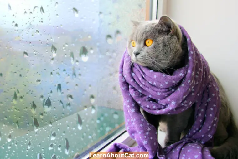 Are Cats OK in the Rain