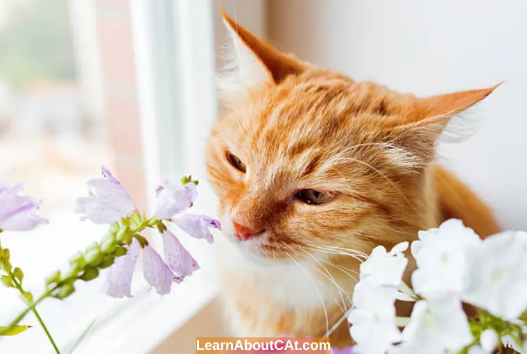 Are Some Cats More Sensitive to Smells Than Others