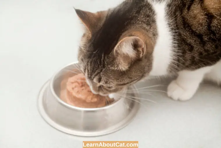 Benefits of Feeding your Cat with Wet Food