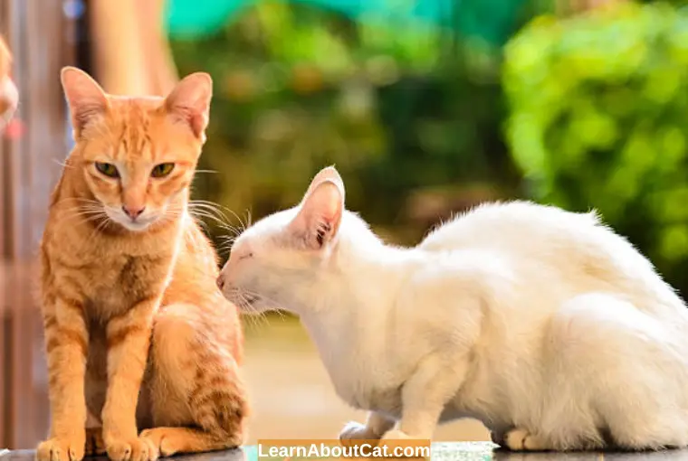 Benefits of Neutering Male Cats