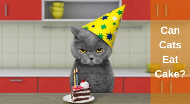 Can Cats Eat Cake? [Answered]