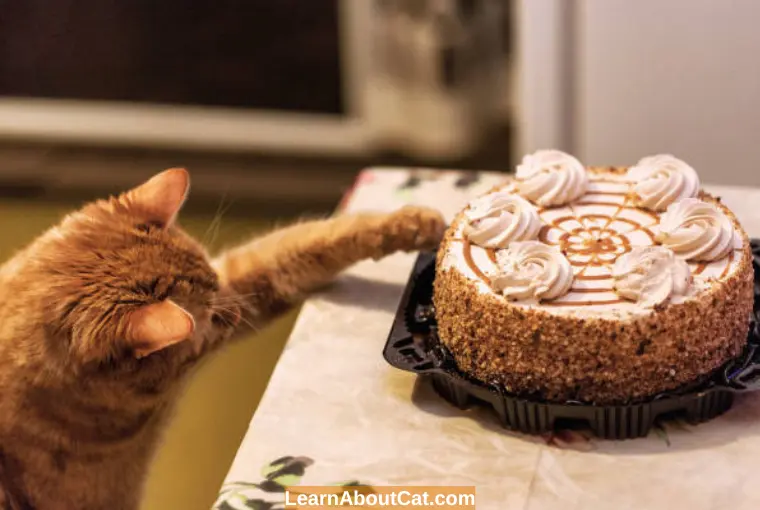 Can Cats Eat Chocolate Cake
