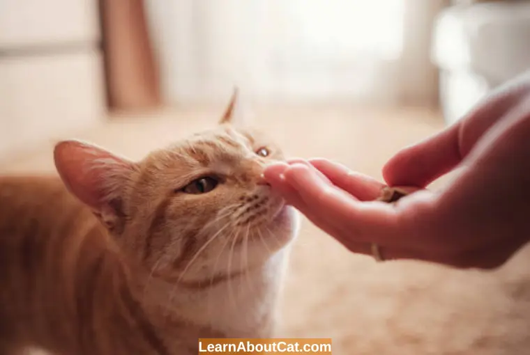 Do Cat Treats Expire? Are Expired Cat Treats Safe LearnAboutCat