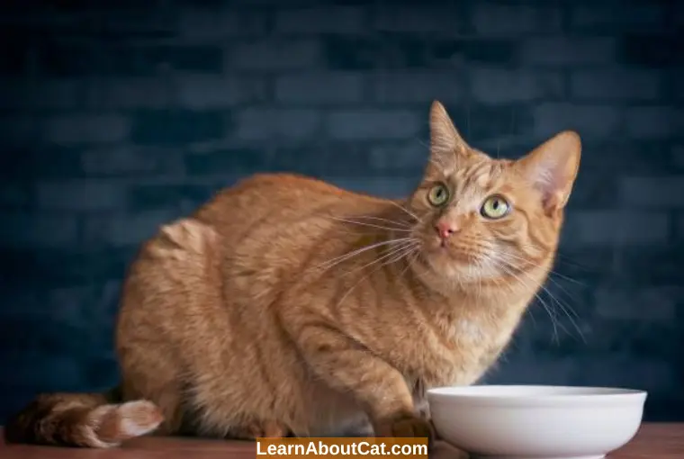 Can Cats Eat Wet Food Left Out Overnight