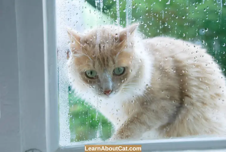 Can Cats Find Their Way Home in the Rain