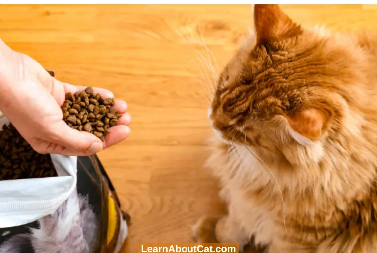Can Dry Cat Food Be Reused