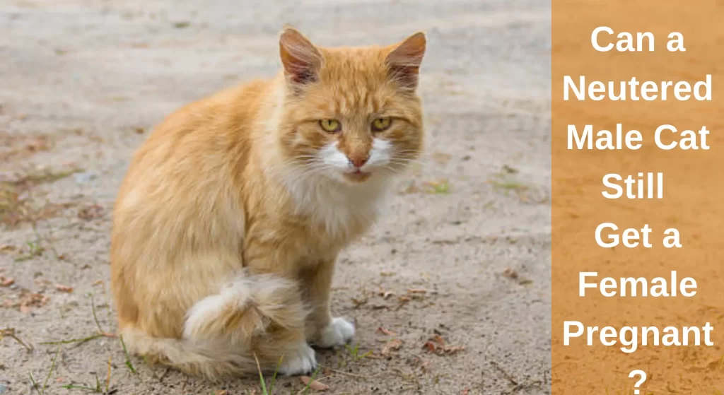 can-a-neutered-male-cat-still-get-a-female-pregnant-all-you-need-to