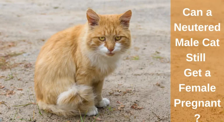 Can a Neutered Male Cat Still Get a Female Pregnant? All You Need To Know