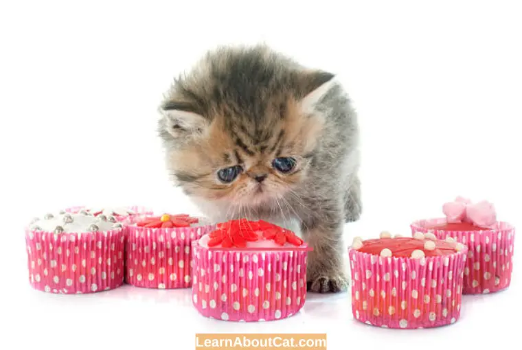 Cat Eating Cake