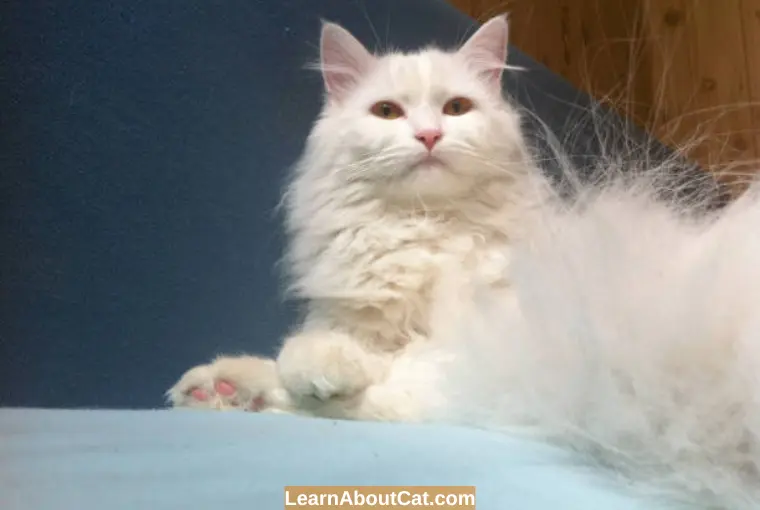 Cat Losing Clumps Of Hair
