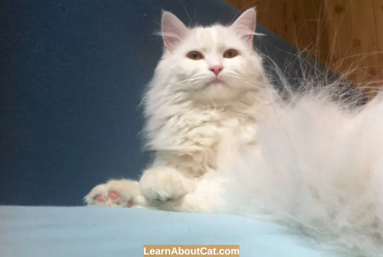 Why is My Cat's Hair Falling Out In Clumps? [Explained] - LearnAboutCat