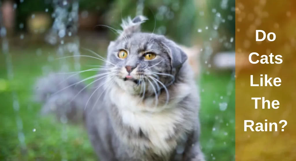Do Cats Like The Rain Where Do Stray Cats Go When It Rains do-cats-like-the-rain-where-do-stray-cats-go-when-it-rains