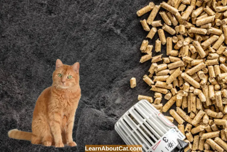 Wood Pellet Cat LitterIs It Safe?What You Need To Know LearnAboutCat