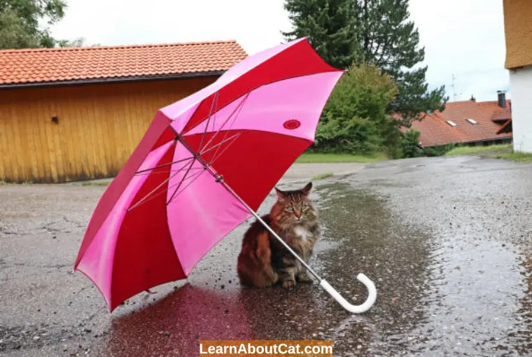 How Do Feral Cats Survive in the Wild When it Rains