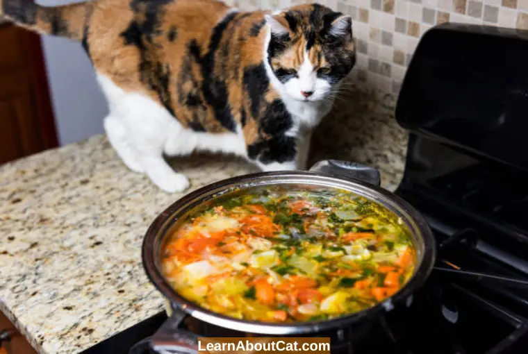 How Do You Add Chicken Broth to Your Cat’s Diet