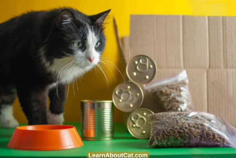 How Do You Store Leftover Dry Cat Food