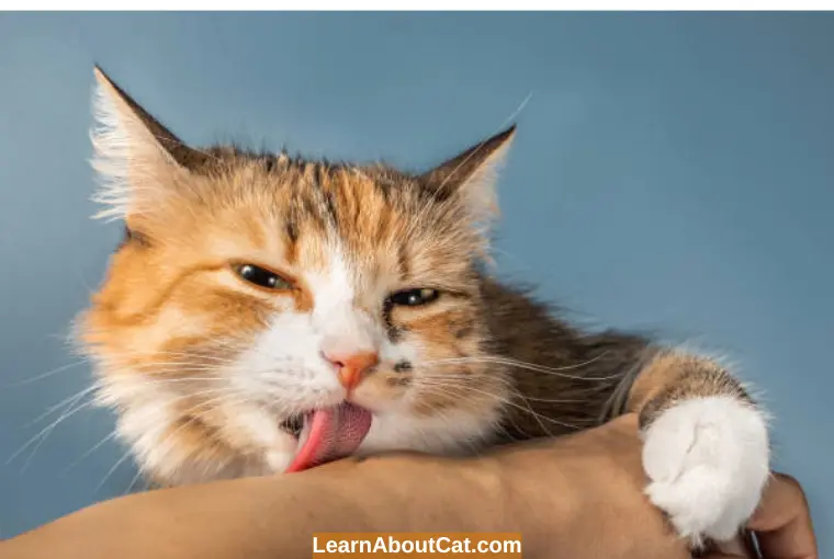 How To Get Rid Of Your Cat Licking