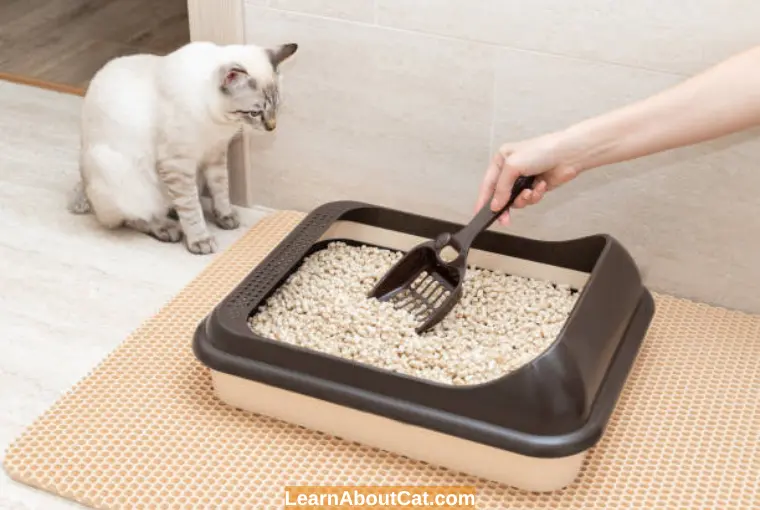 How to Remedy Your Cat’s Poop from Smelling Really Bad